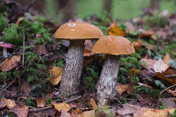 istock Two orange-cup boletus (Leccinum Aurantiacum) in autumn forest 491604368