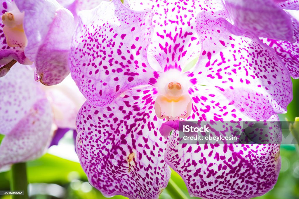 Pink purple orchid Close up shot of a pink purple orchid taken in Chiang Mai, Thailand. Orchids are grown in this area in farms and sold all over the world. 2015 Stock Photo