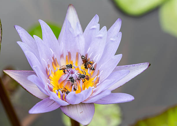 istock Colorful blooming pink water lily with bee. 491604666