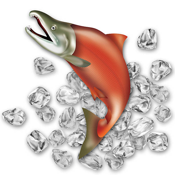 illustrations, cliparts, dessins animés et icônes de illustration de sauter le saumon rouge. - freshness seafood crushed ice salmon