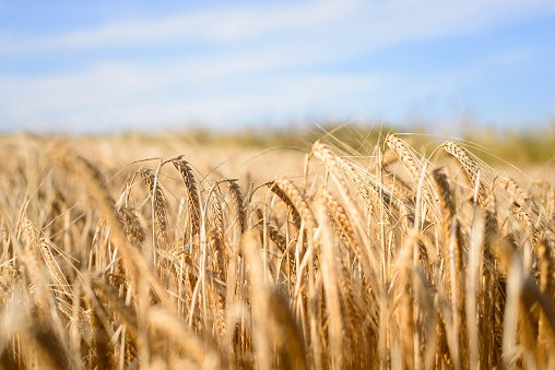Close-up of ripe barley in a field, on a sunny day in September - Black Isle, Scotland. Barley grown here is used to supply Scottish whiskey distilleries.
