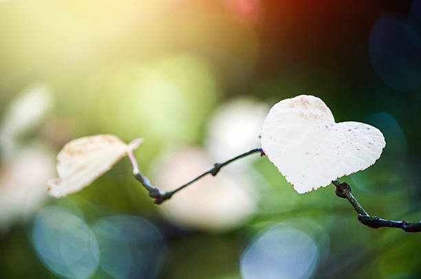 Colourful close-up of a heart shaped leaf on a small branch in the sunshine.