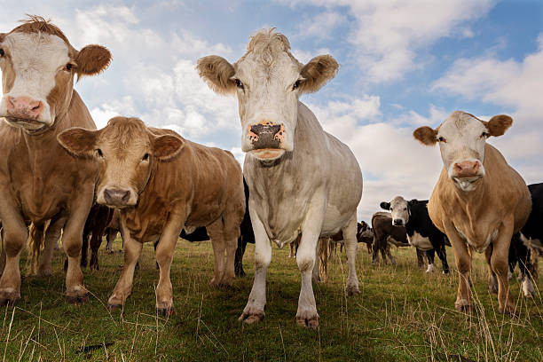 istock Group of Inquistive Simmental Cow's in the Field. 491606012