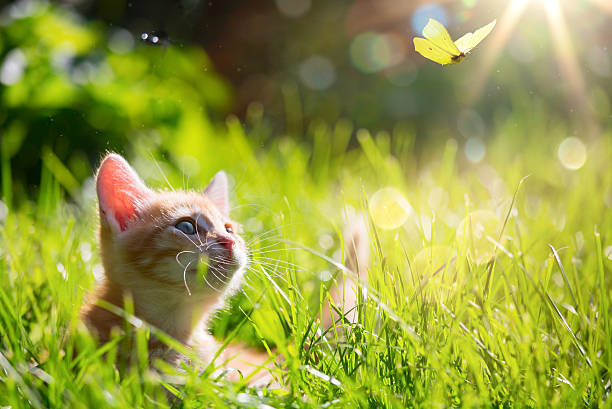 istock art Young cat kitten hunting a ladybug with Back Lit 491606160