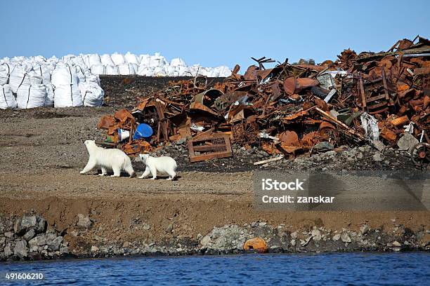 Polar Bear Survival In Arctic Stock Photo - Download Image Now - Pollution, Arctic, Garbage