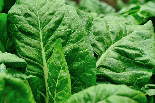 istock sliverbeet plants in garden 491608013