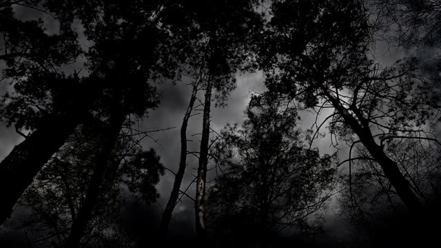 Scary black and white trees during the storm.