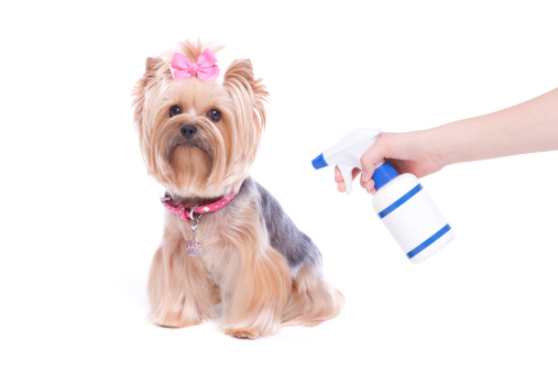 Yorkshire Terrier Dog and Flea and Tick Preventative