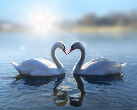 Swans on blue lake agua en día soleado photo