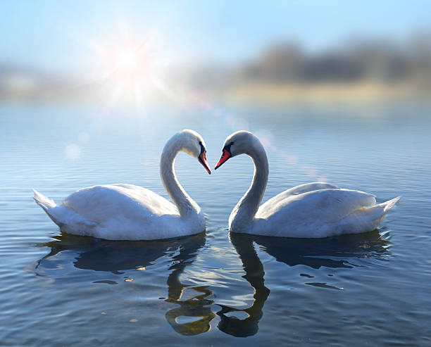 Swans on blue lake water in sunny day romantic two swans,  symbol of love swan photos stock pictures, royalty-free photos & images