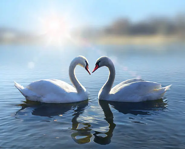 Photo of Swans on blue lake water in sunny day