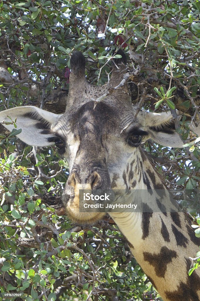 Girraffe hiding in a thorn tree Animal Stock Photo