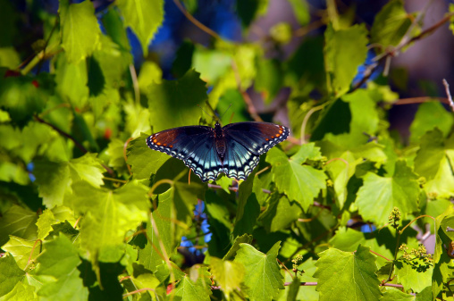 Black and blue swallowtail rests on leaves of vine in southern Arkansas.  The wings are open.