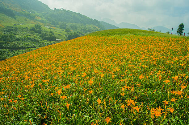 istock Hill of daylily flowers 491611619