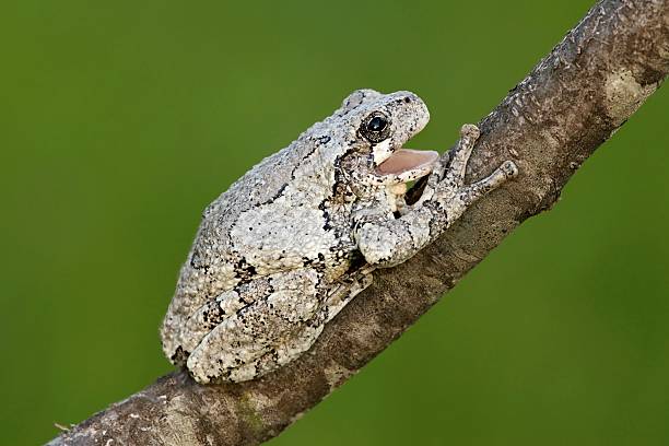 raganella grigia orientale (hyla versicolor) - raganella grigia orientale foto e immagini stock