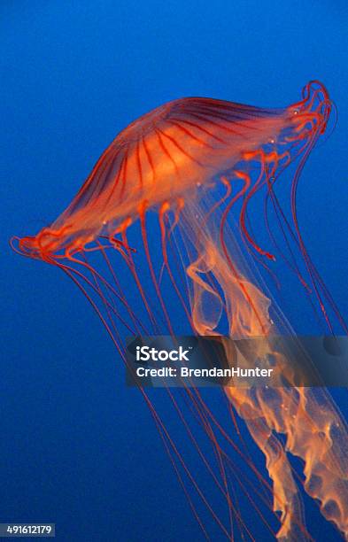 Natação Vermelho - Fotografias de stock e mais imagens de Animal - Animal, Azul, Beleza