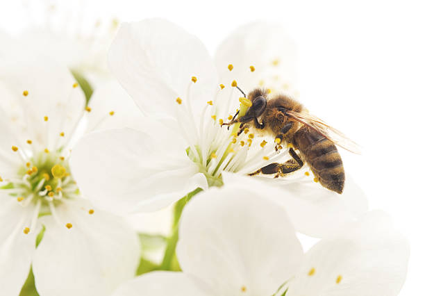 istock Honeybee and white flowers 491612597