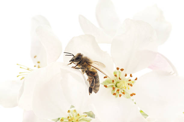 istock Honeybee and white flowers 491612601