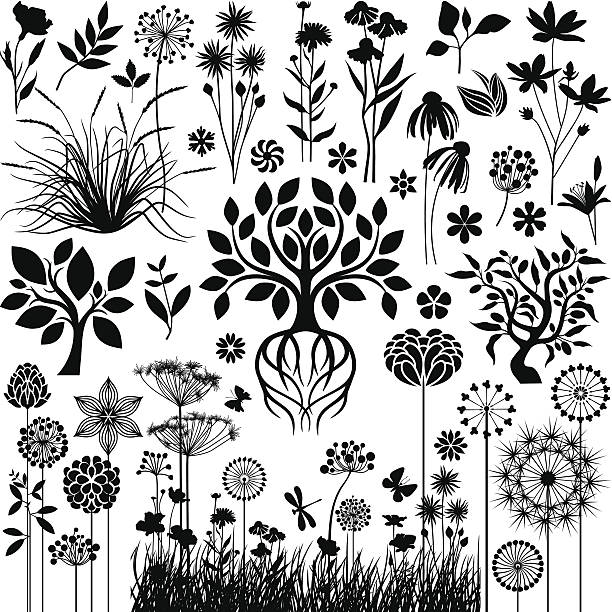 illustrations, cliparts, dessins animés et icônes de collection de plantes - hawthorn flower spring single flower