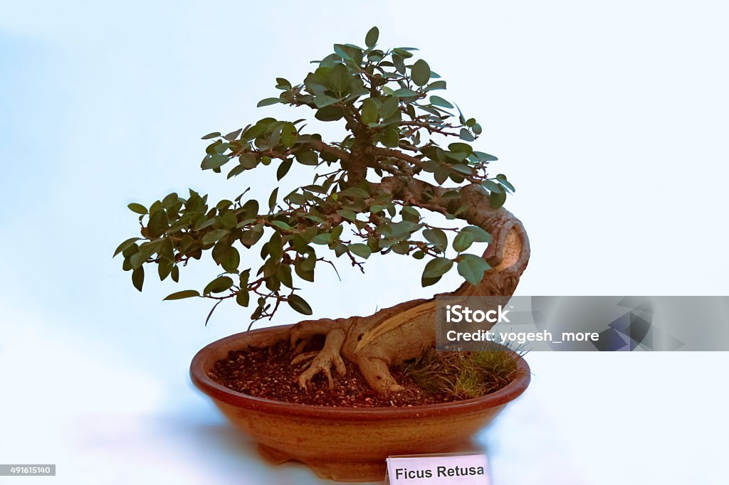 Bonsai Tree Of Ficus Retusa tree, India 2015 Stock Photo