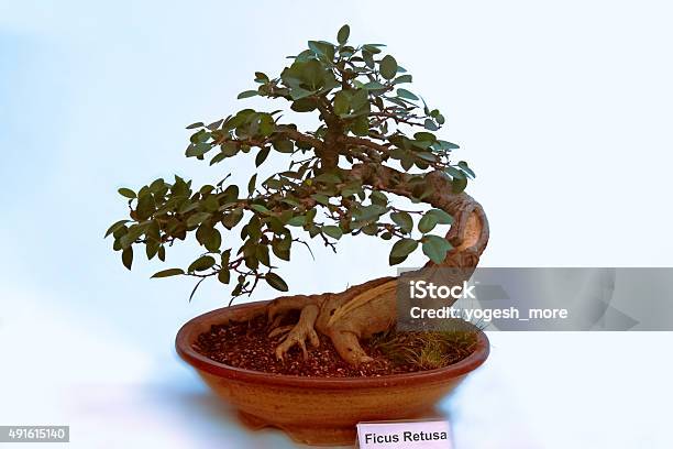 Bonsai Tree Of Ficus Retusa Tree India Stock Photo - Download Image Now - 2015, Arrangement, Backgrounds