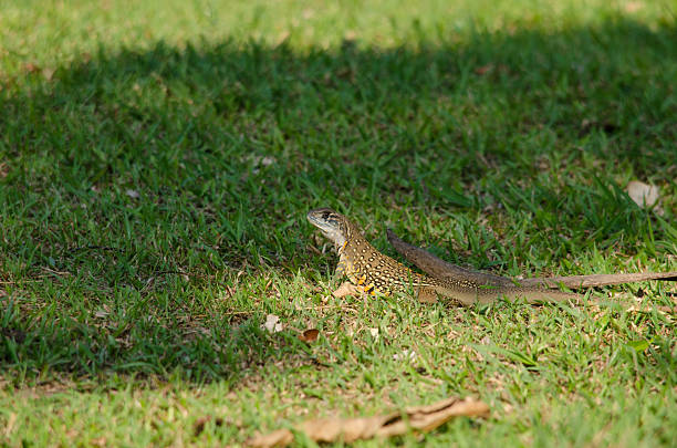 istock Leiolepis is waiting prey in the garden 491616668