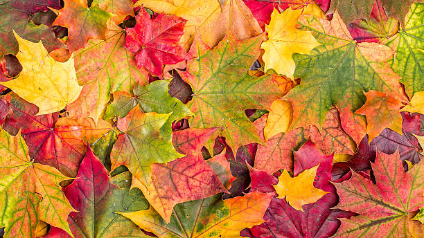 istock Colorful autumn leaves. 491617030