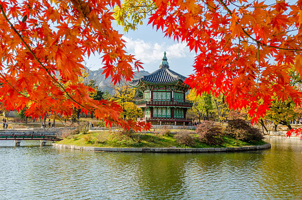 Autumn of Gyeongbokgung Palace in Seoul ,Korea Autumn of Gyeongbokgung Palace in Seoul ,Korea korea autumn stock pictures, royalty-free photos & images
