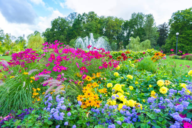 bellissimo e aiuola multicolore a göteborg città giardino. - fountain landscaped ornamental garden flower bed foto e immagini stock