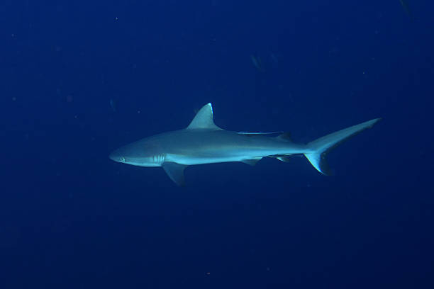 istock Grey shark jaws ready to attack underwater close up portrait 491618712