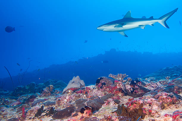 istock Grey shark jaws ready to attack underwater close up portrait 491618724