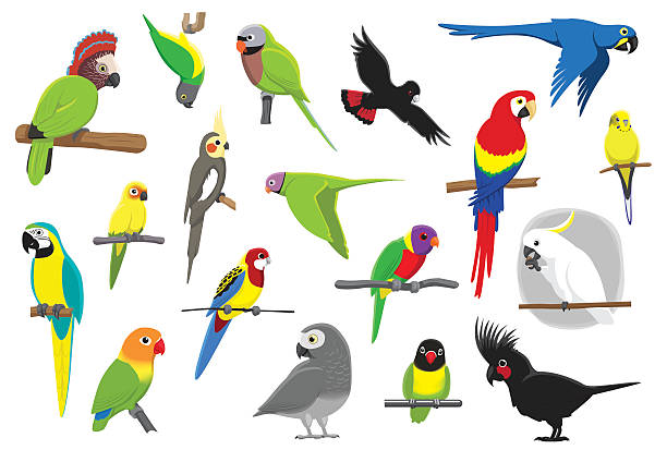 verschiedene papageien cartoon vektor-illustration - wellensittich sittich stock-grafiken, -clipart, -cartoons und -symbole