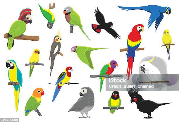 Various Parrots Cartoon Vector Illustration Stock Illustration - Download Image Now - Parrot, Parakeet, Budgerigar