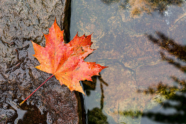 istock Colorful background of fallen autumn leaves 491619646
