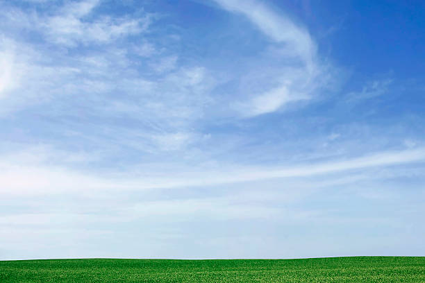 istock Green Grass with Blue Sky Background 491619860