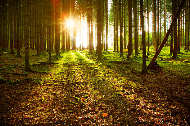 istock Sunset in the autumn forest. 491620282
