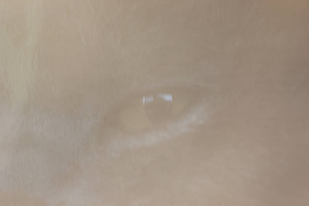 istock Abstract cat eye background,concept abstract blur 491620654
