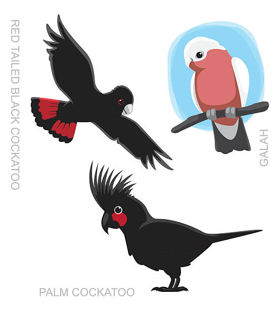 Parrot Australian Cockatoo Cartoon Vector Illustration Parrot Cartoon EPS10 File Format. cockatoo stock illustrations