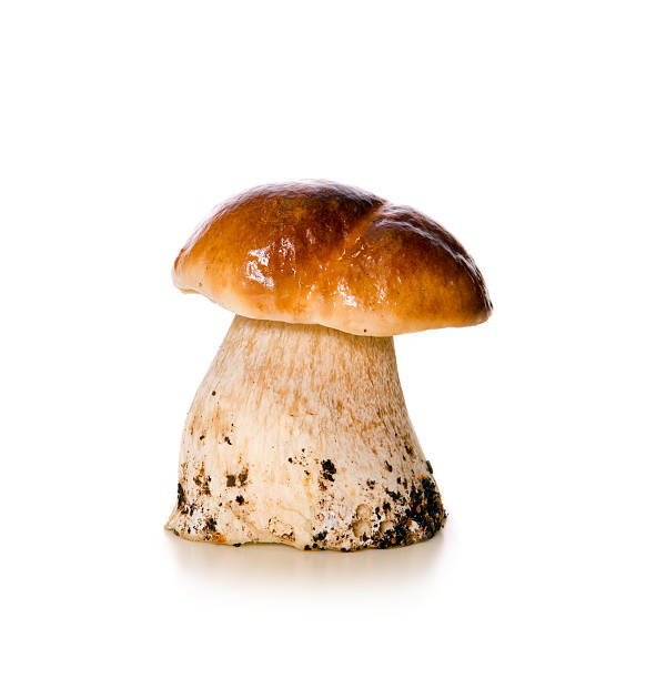 istock Mushroom isolated on a white background. 491622350