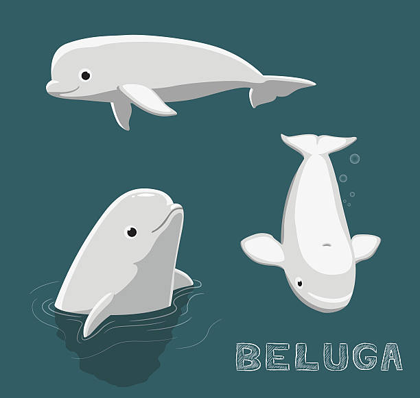 beluga cartoon vektor-illustration - beluga whale stock-grafiken, -clipart, -cartoons und -symbole