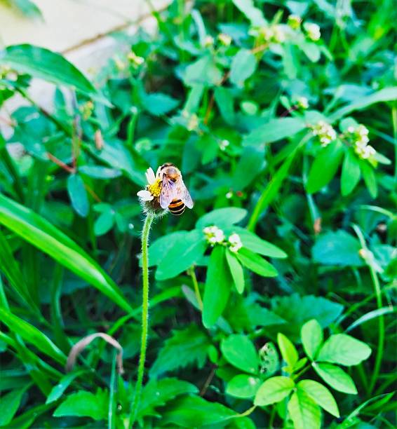 istock Honey bee on flower 491627758
