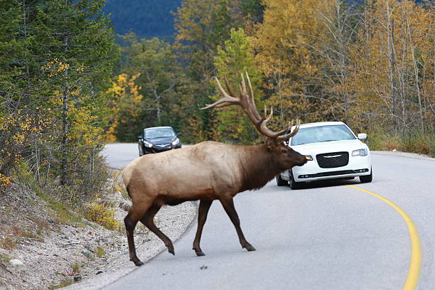 istock Bull Elk pass the highway  near Jasper, Alberta, Canada 491627940
