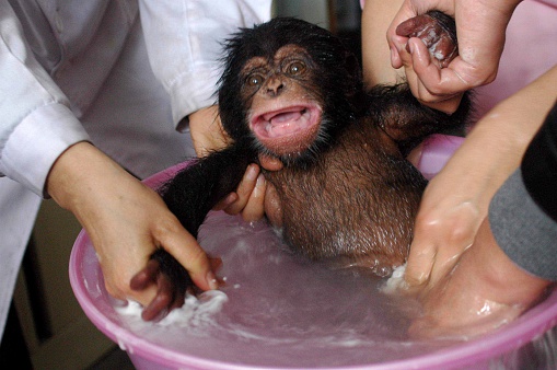 small chimpanzee makes the bathroom with veterinarians. 