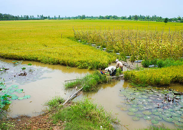 A drone view of golden yellow paddy field in Sekinchan, Selangor Malaysia.