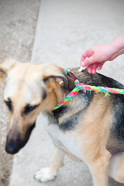 istock Applying product for parasites prevention on dogs pet 491629512