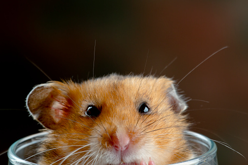 Syrian Short Hair Gold Hamster