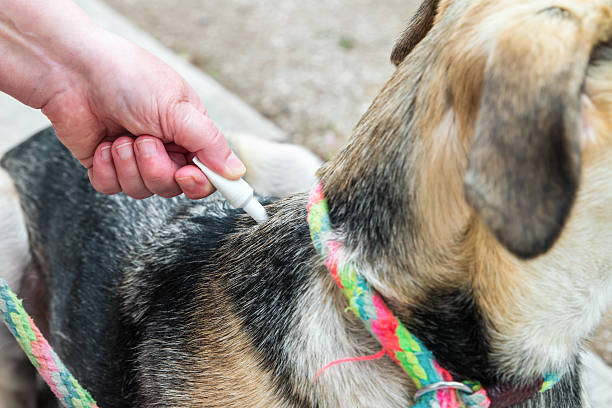 zastosowanie produktu w odniesieniu do pasożytów, zapobiegania na temat psów domowych - sight hound zdjęcia i obrazy z banku zdjęć