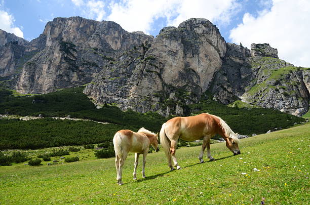 istock Horses grazing on the plateau 491629854
