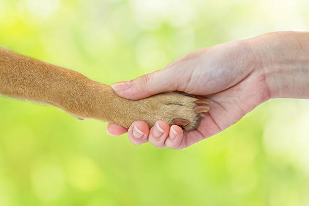 istock Friendship between human and dog - shaking hand and paw 491630280