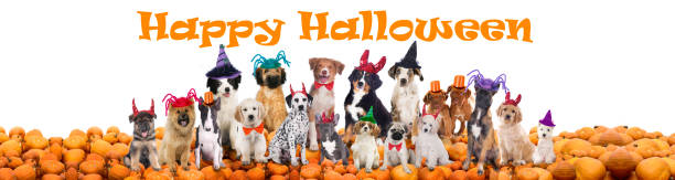 istock Happy halloween dogs 491630348